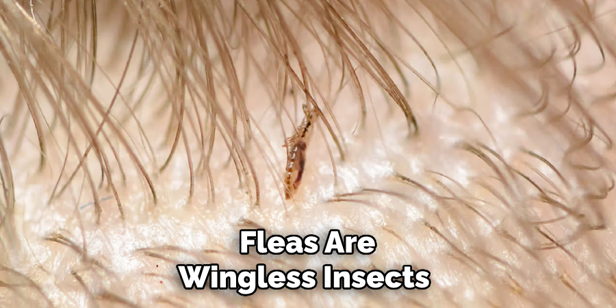 Fleas Are Wingless Insects 