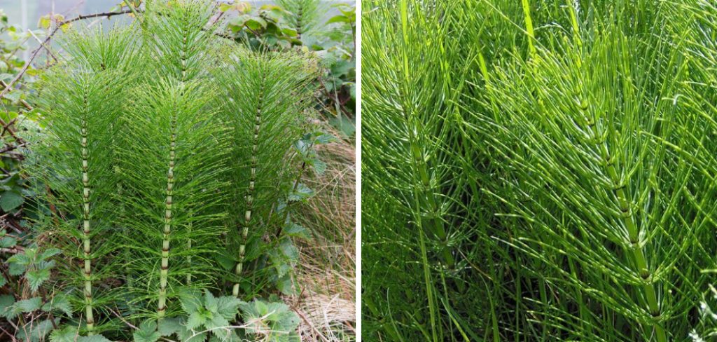 How to Use Horsetail for Skin